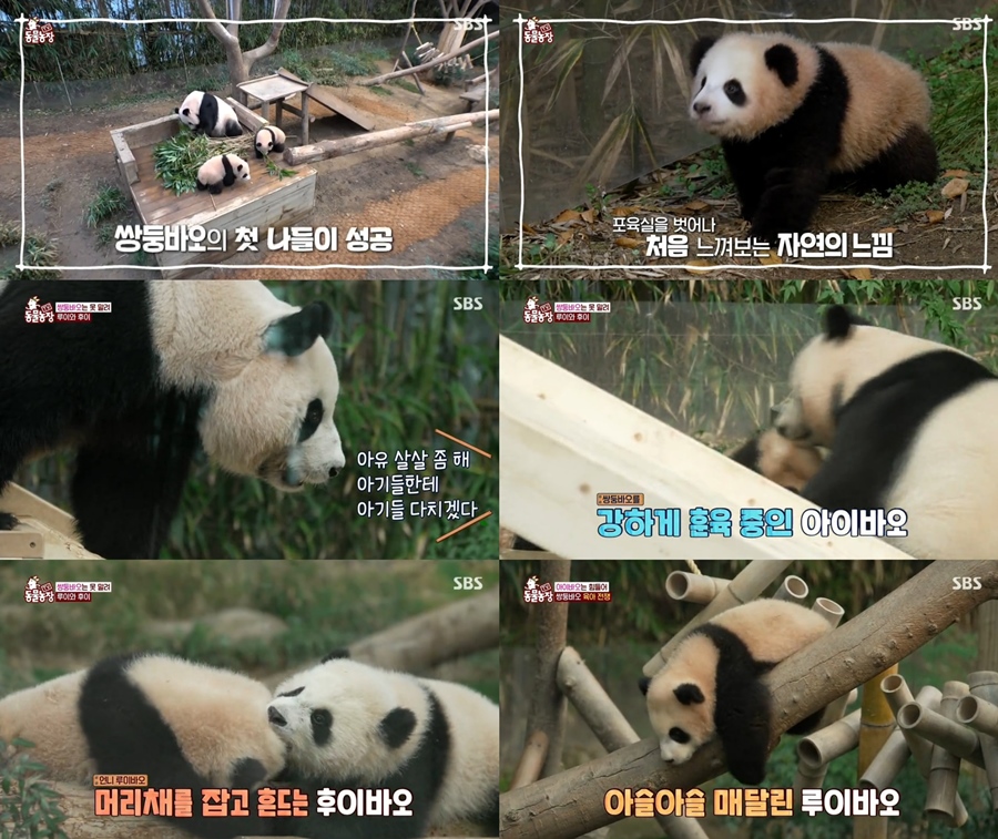SBS 'TV 동물농장'