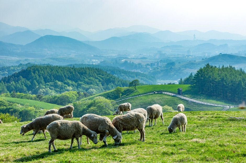 평창 가볼 만한 곳, 자연과 문화가 어우러진 숨결 - 스타데일리뉴스