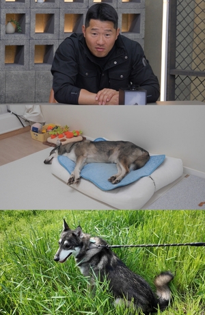 개늑시2, 1억 개집 플렉스 유기견 산이 사연 공개