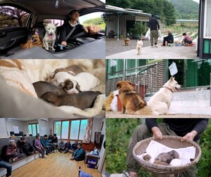 '세상에 나쁜 개는 없다' 묶으면 짖고 풀면 사고, 시골 마을 청년 이장님과 반려견들의 이중생활