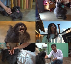 'TV 동물농장' 아빠만 보면 돌변하는 포메라니안 '탄이', 관계 회복 할 수 있을까