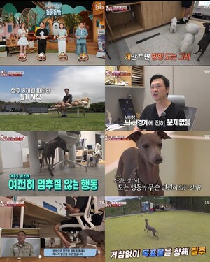'TV 동물농장' 제자리 맴도는 이탈리안 그레이하운드 '그레'의 반전 사연